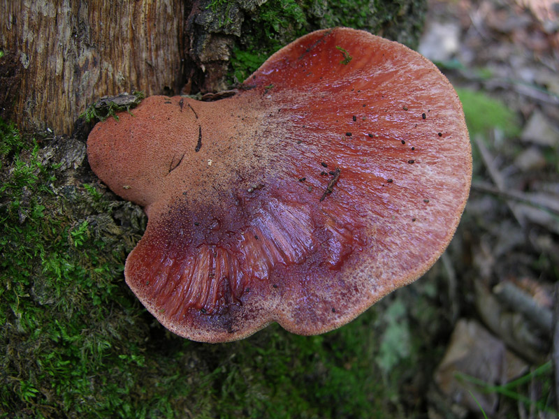 Fistulina hepatica (Schaeff.) With.